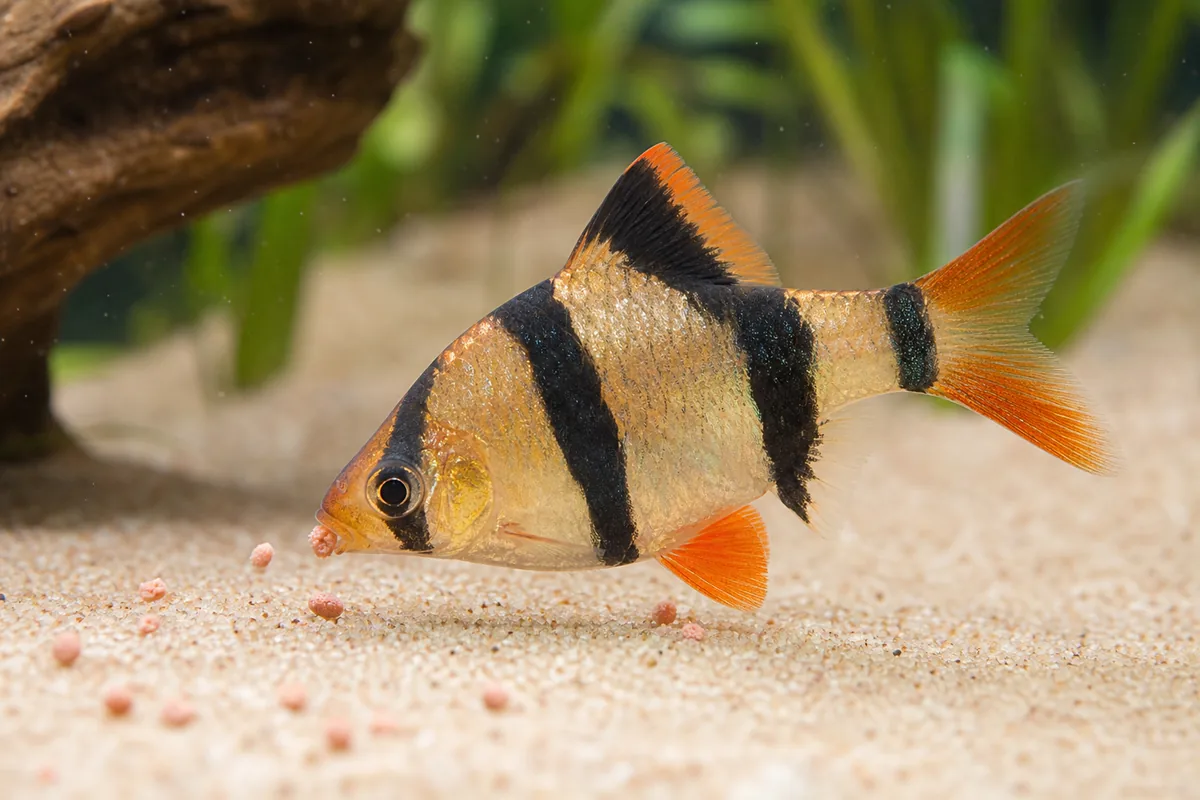 Tiger Barb Origin: Sumatra, Borneo, and the Wild Populations Behind Every Hobby Fish