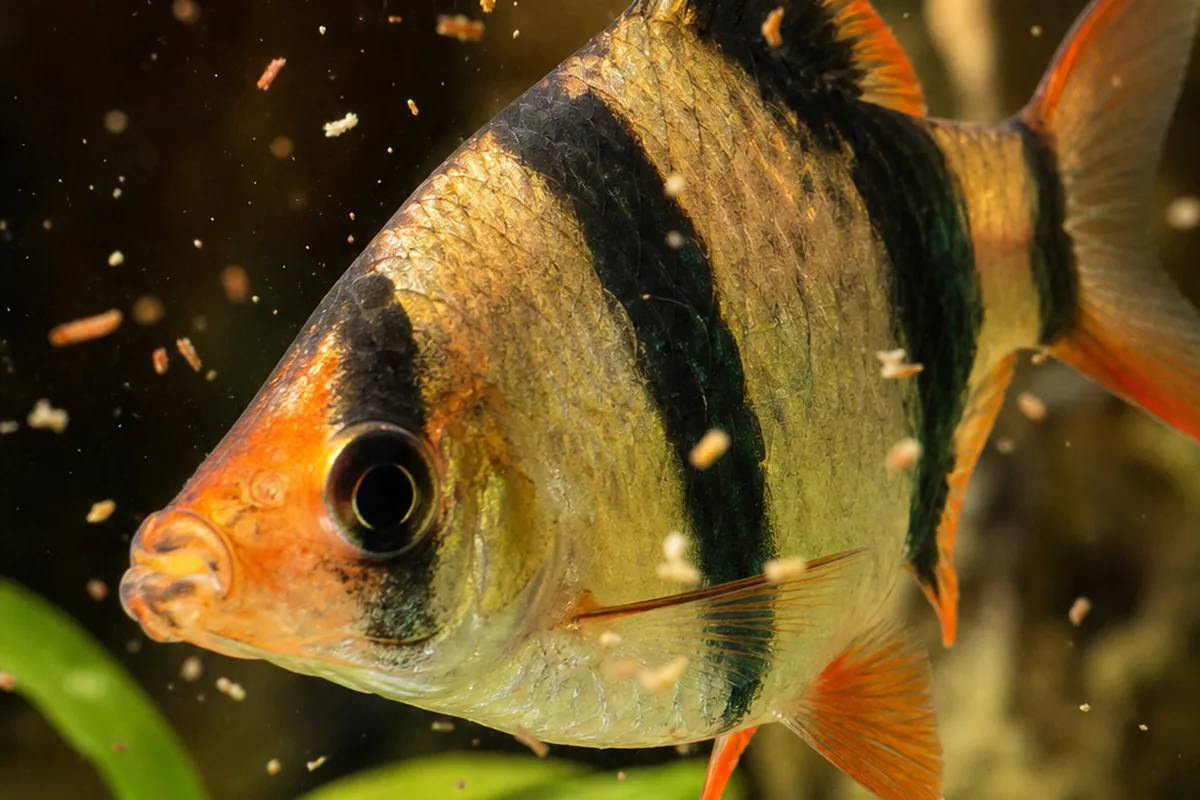Appearance: The Four-Bar Pattern That Makes This Species Unmistakable