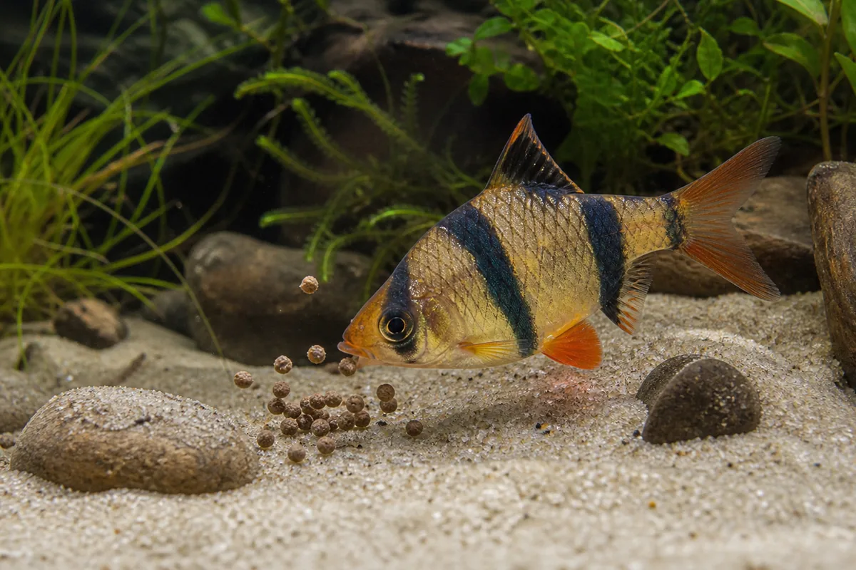 Tiger Barb Care and How to Stop the Fin Nipping