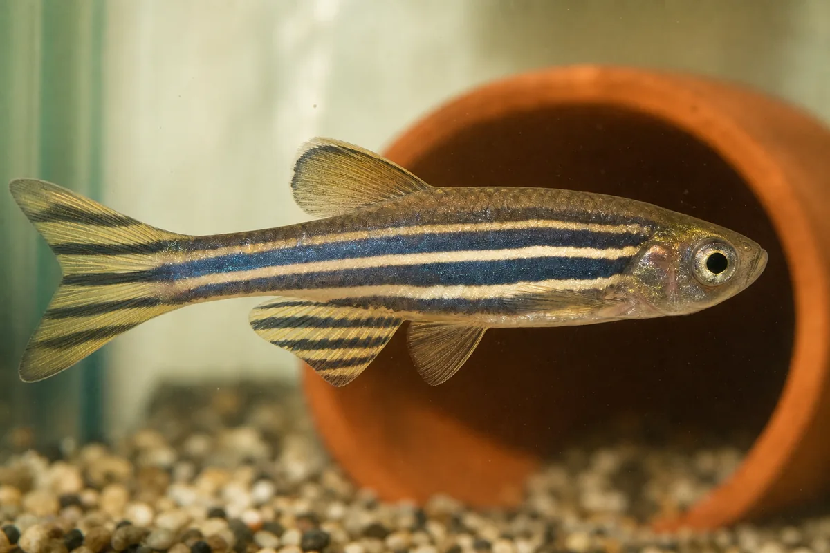 GloFish Zebra Danios: Same Care, Fluorescent Color, 5 Variants