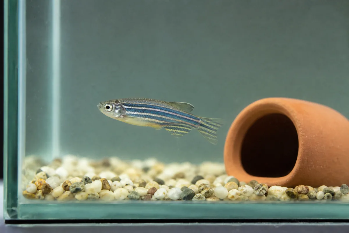 Common Diseases: Ich, Velvet, and Swim Bladder Issues Explained
