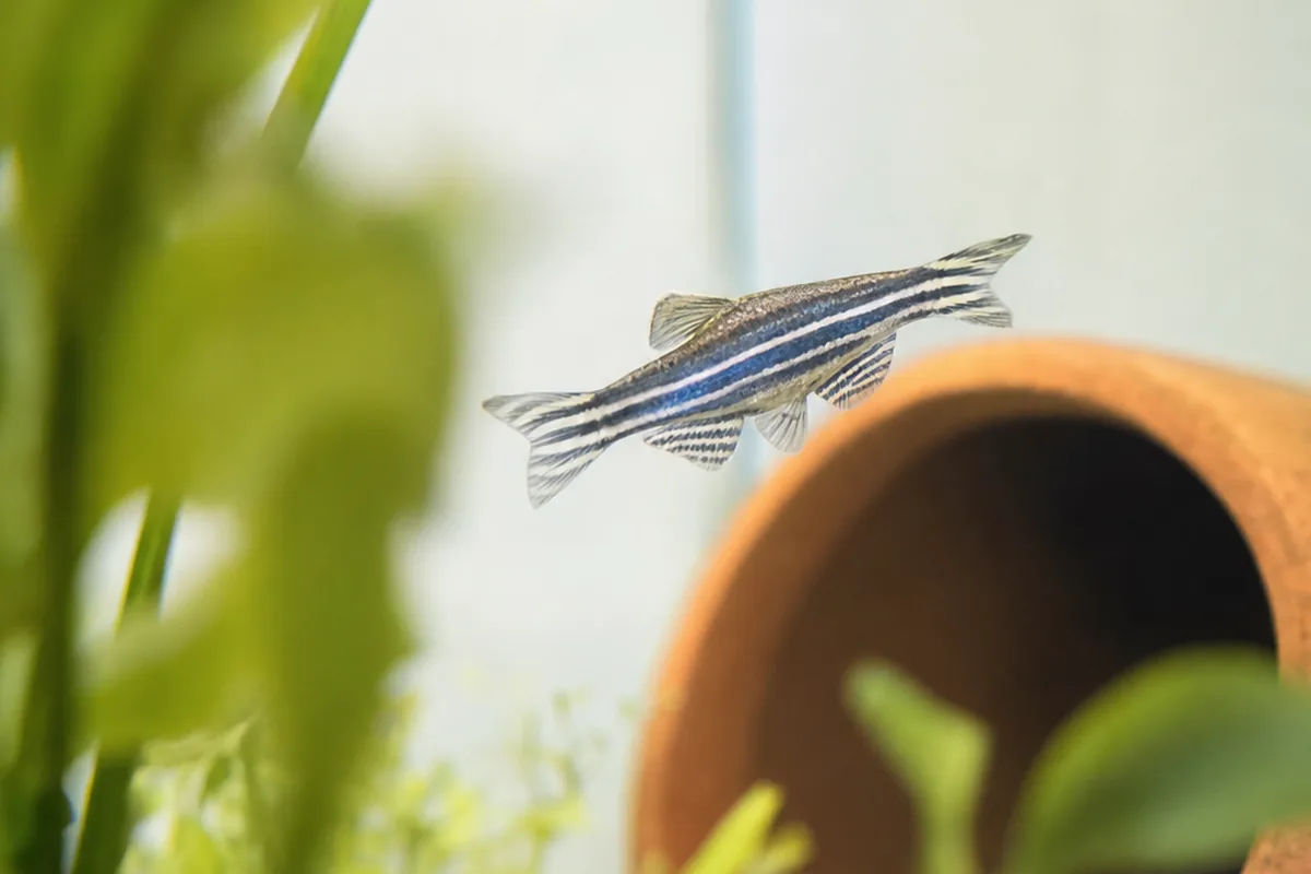 Zebra Danios Tolerate Water That Kills Other Fish