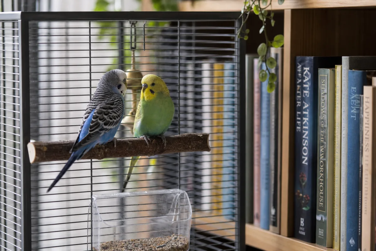 Ringneck Dove, Quietest Pet Bird Overall