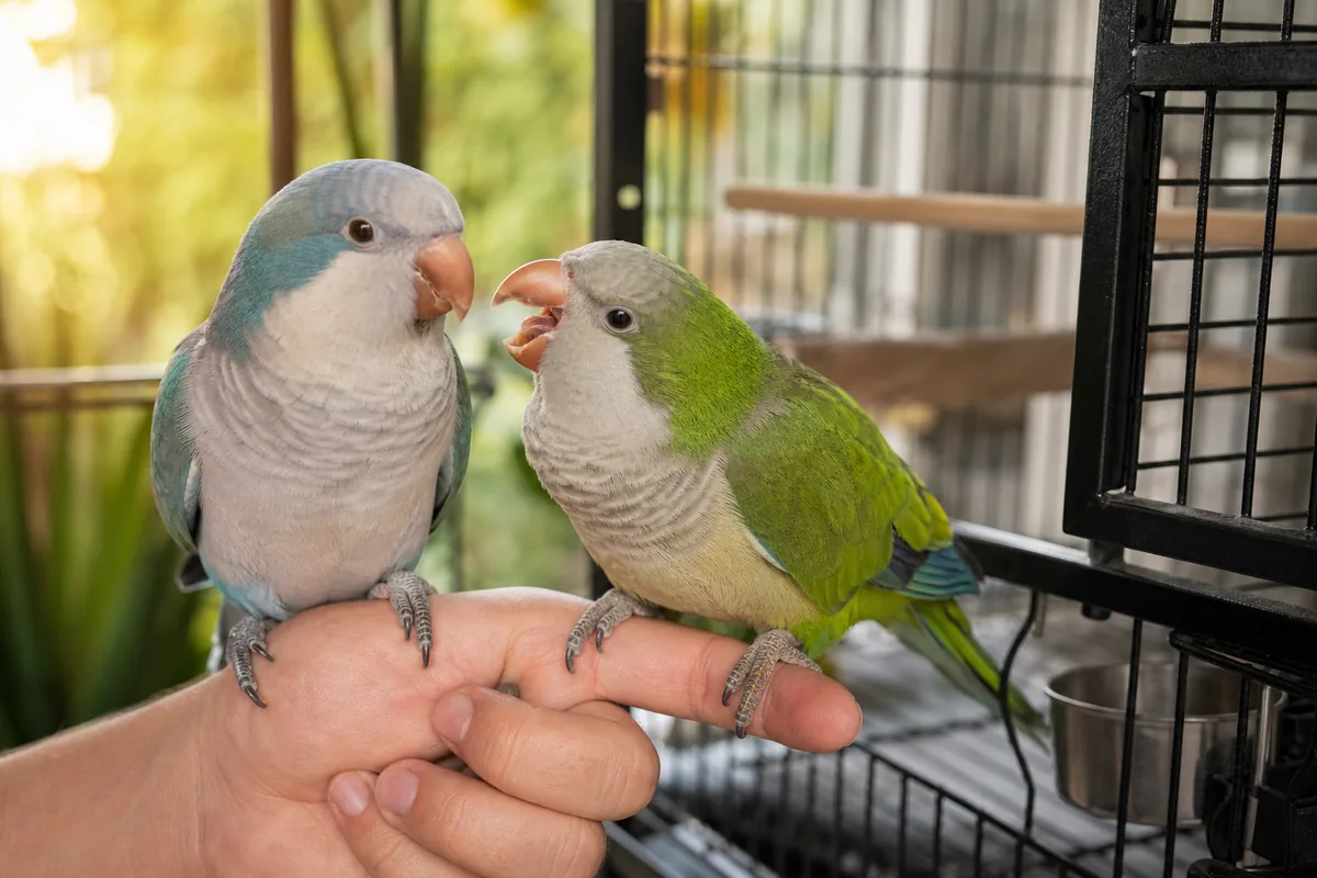 Which Pet Birds Truly Talk, and Which Only Mimic?