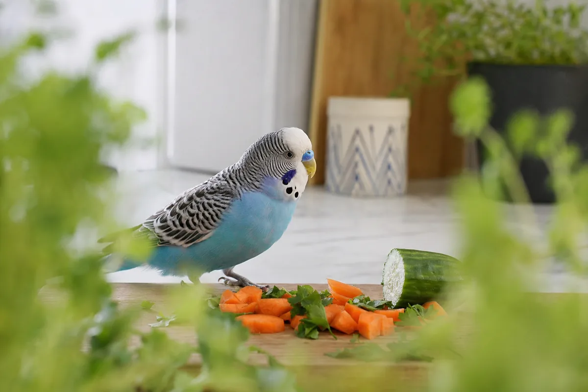Budgie Appearance: Colors, Mutations, and Telling Sexes Apart