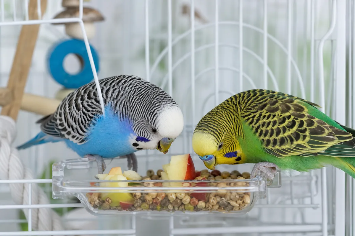 Must You Remove Apple Seeds Before a Pet Bird Eats?