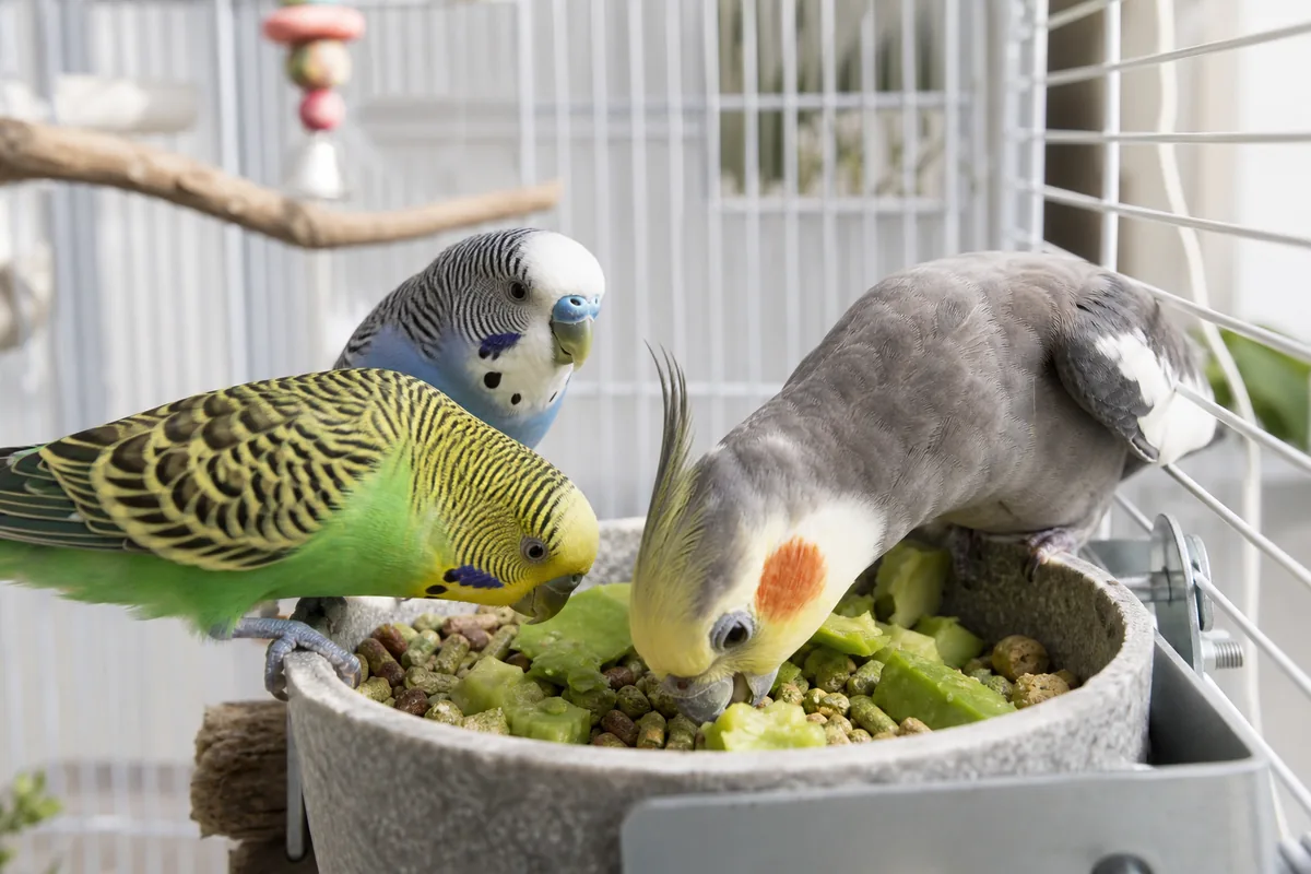 Persin: **Fungicidal Compound** That Destroys Bird Heart Tissue