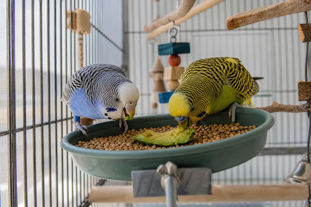 Symptoms of Avocado Poisoning: **Respiratory Distress First**