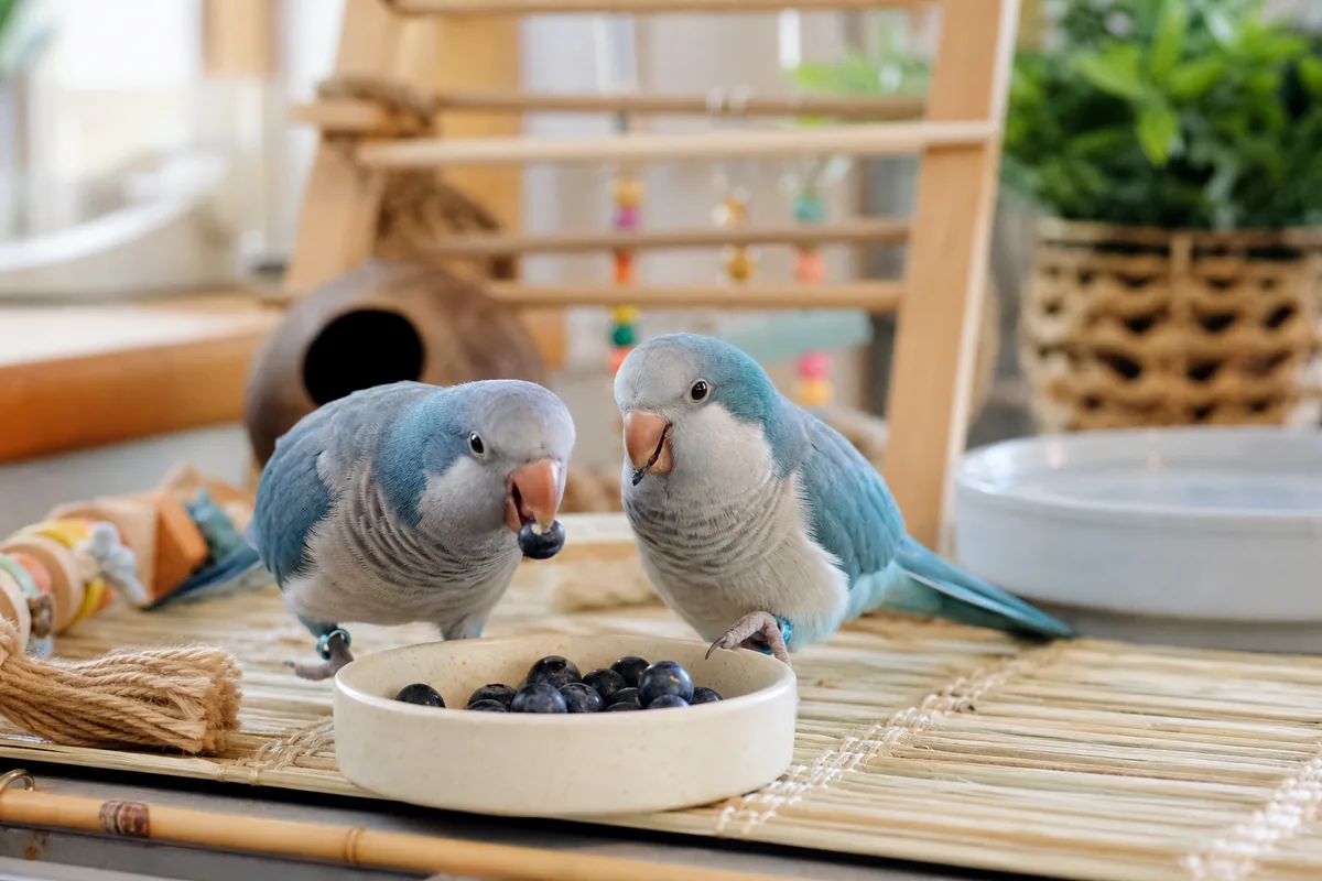 Do Blueberries Need Any Prep Before a Bird Eats?