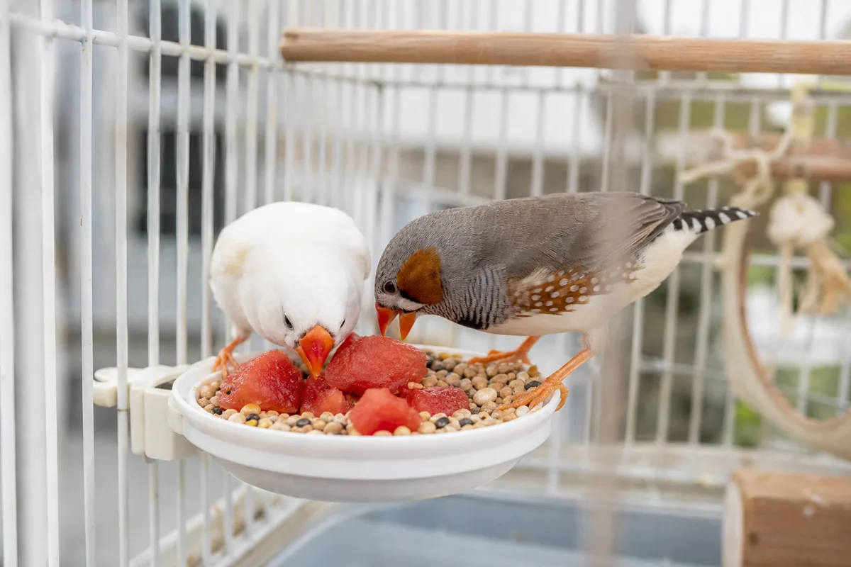 How Much Watermelon Should a Pet Bird Actually Get?