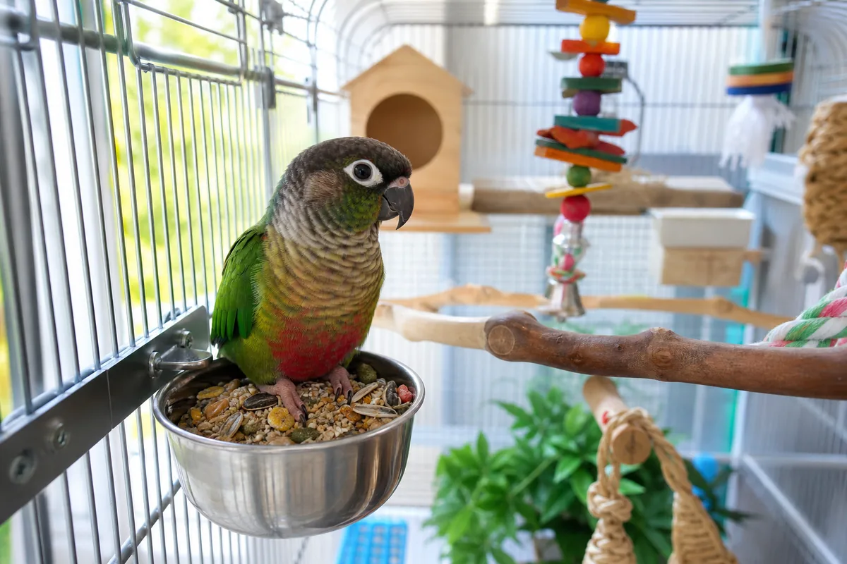 Cage and Housing: Space for an Active Bird