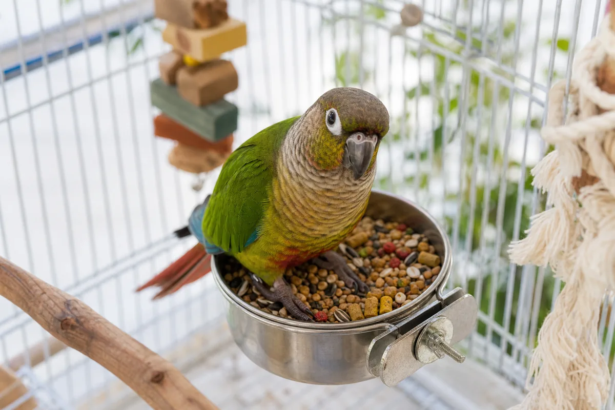 Green Cheek or Sun Conure: Which One Fits Your Home?
