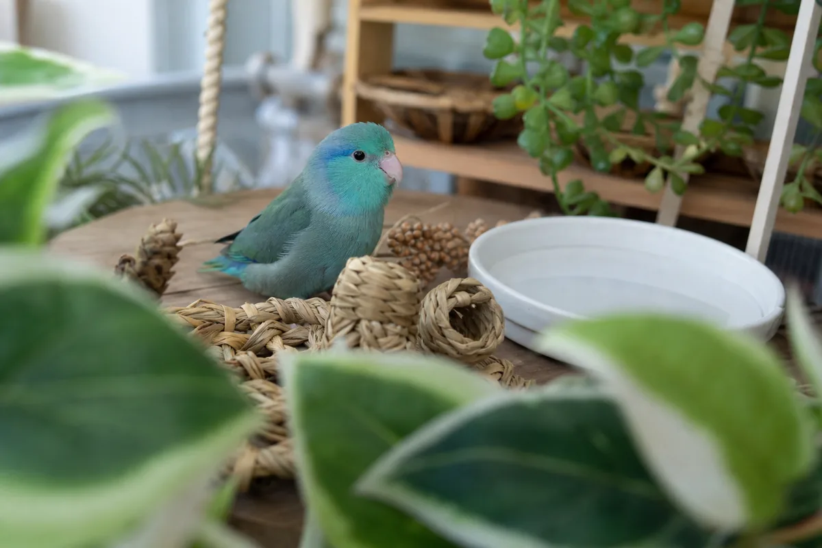 The Parrotlet Packs Full Parrot Personality Into 30 Grams