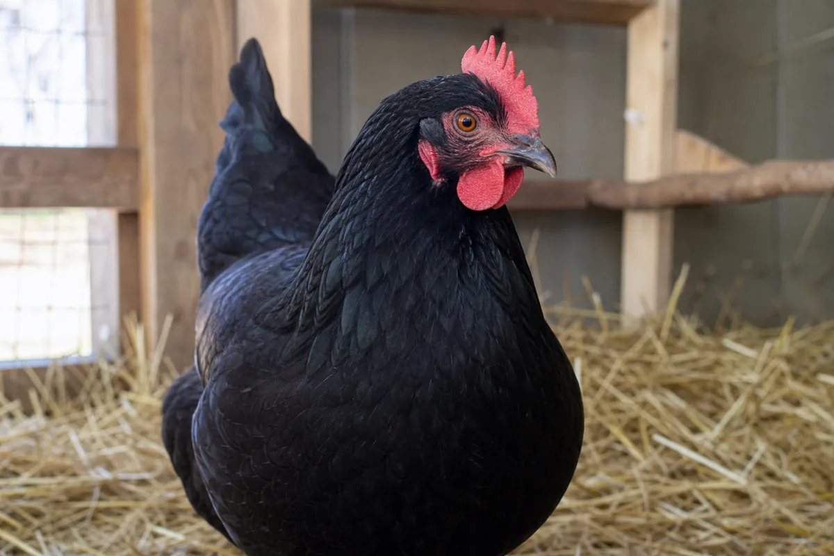 The Australorp Once Laid 364 Eggs in 365 Days
