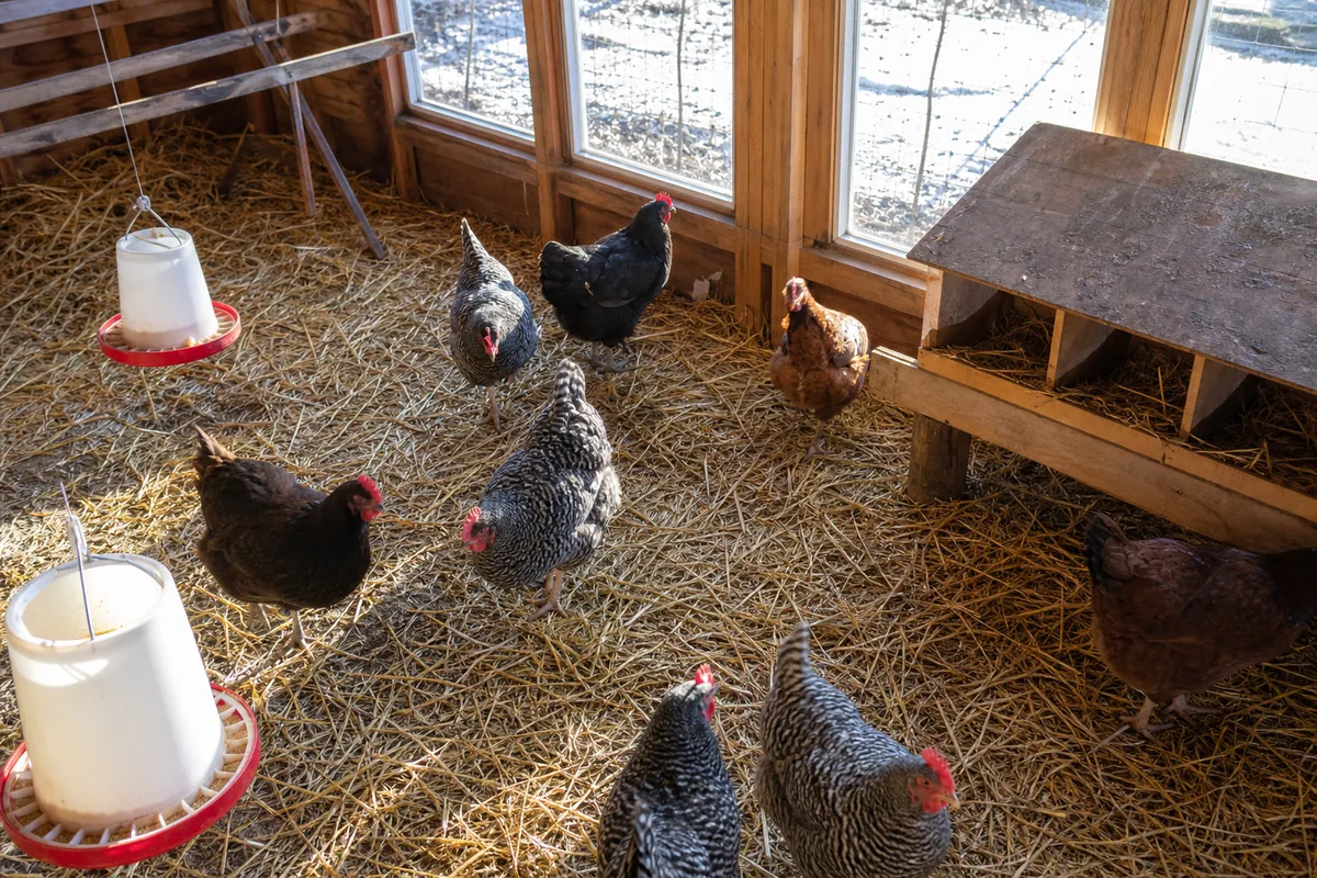 What Makes a Chicken Cold-Hardy in Winter