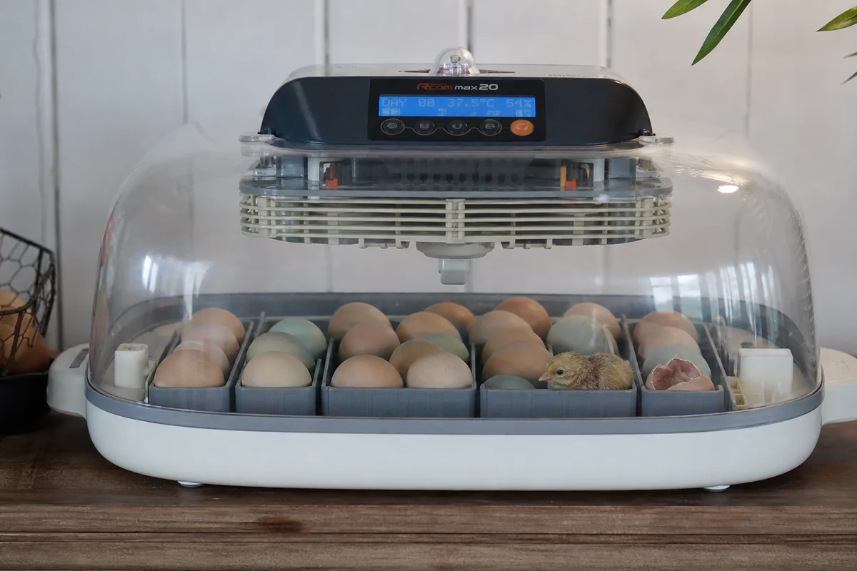 10 Best Dual Purpose Chickens Ranked
