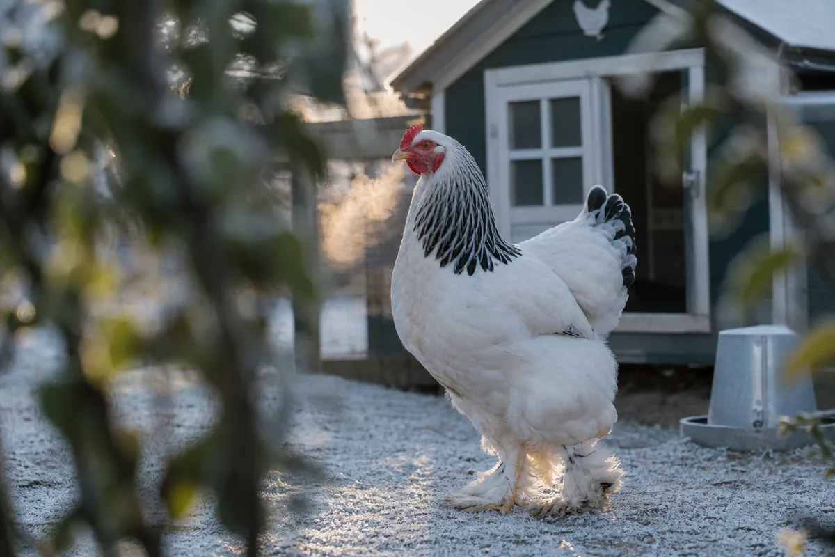 Health: Feathered Feet and Cold-Weather Management