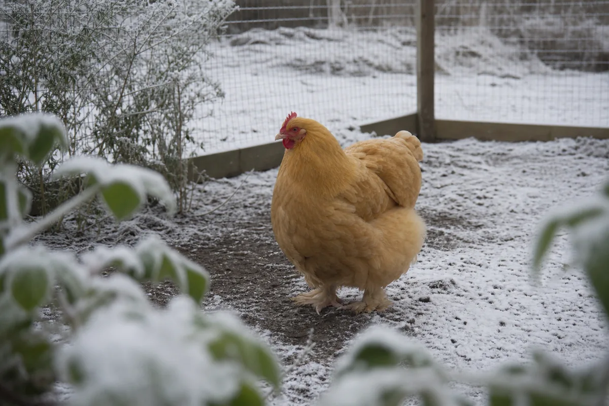 The Buff Orpington Lays 280 Eggs on Both Sides of the Atlantic