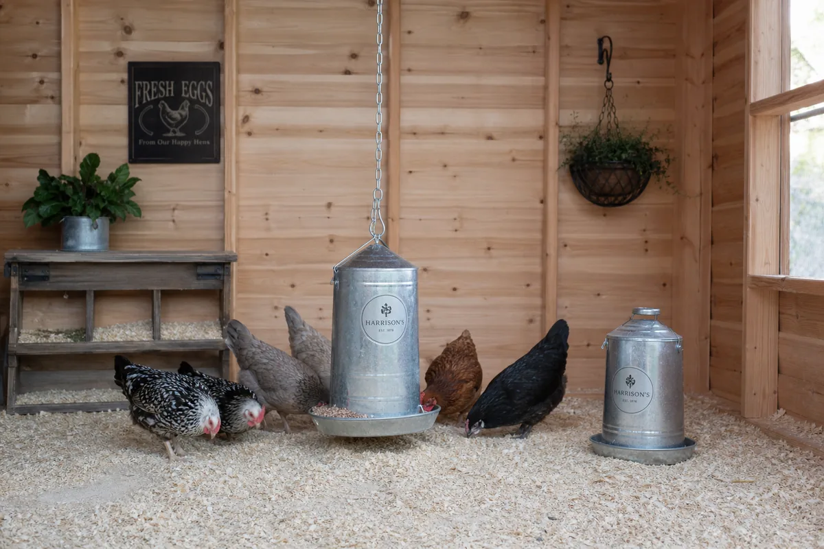 How to Prepare Dried Beans for Chickens: The 10-Minute Boil Rule
