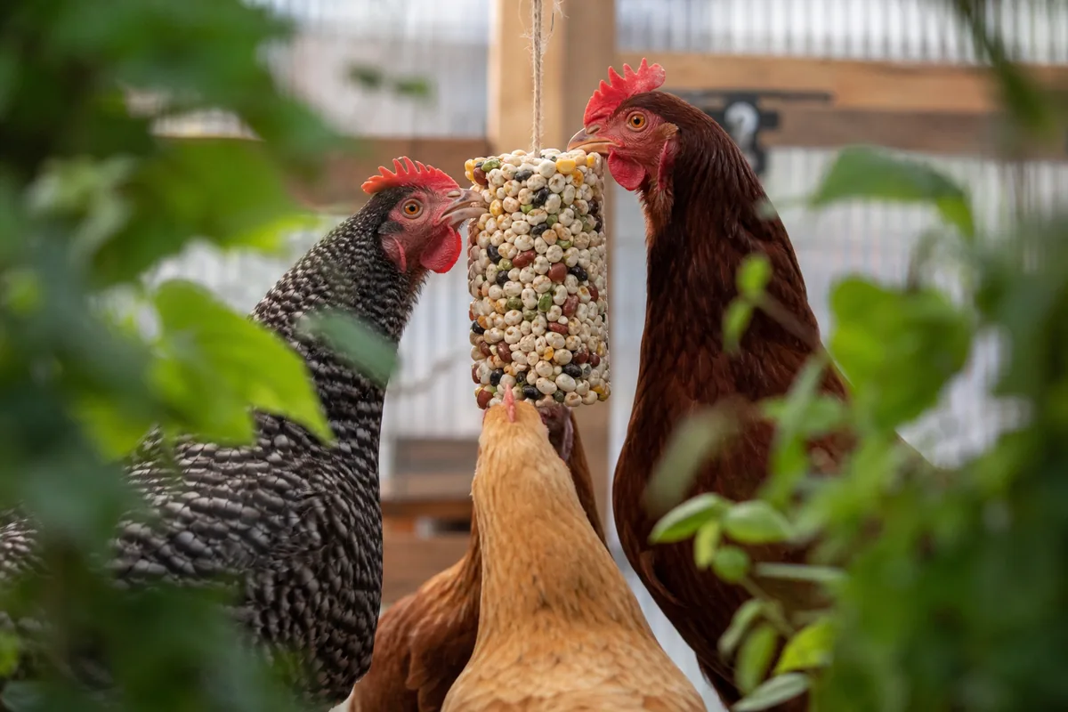 What Makes Raw Beans Lethal to a Backyard Flock?