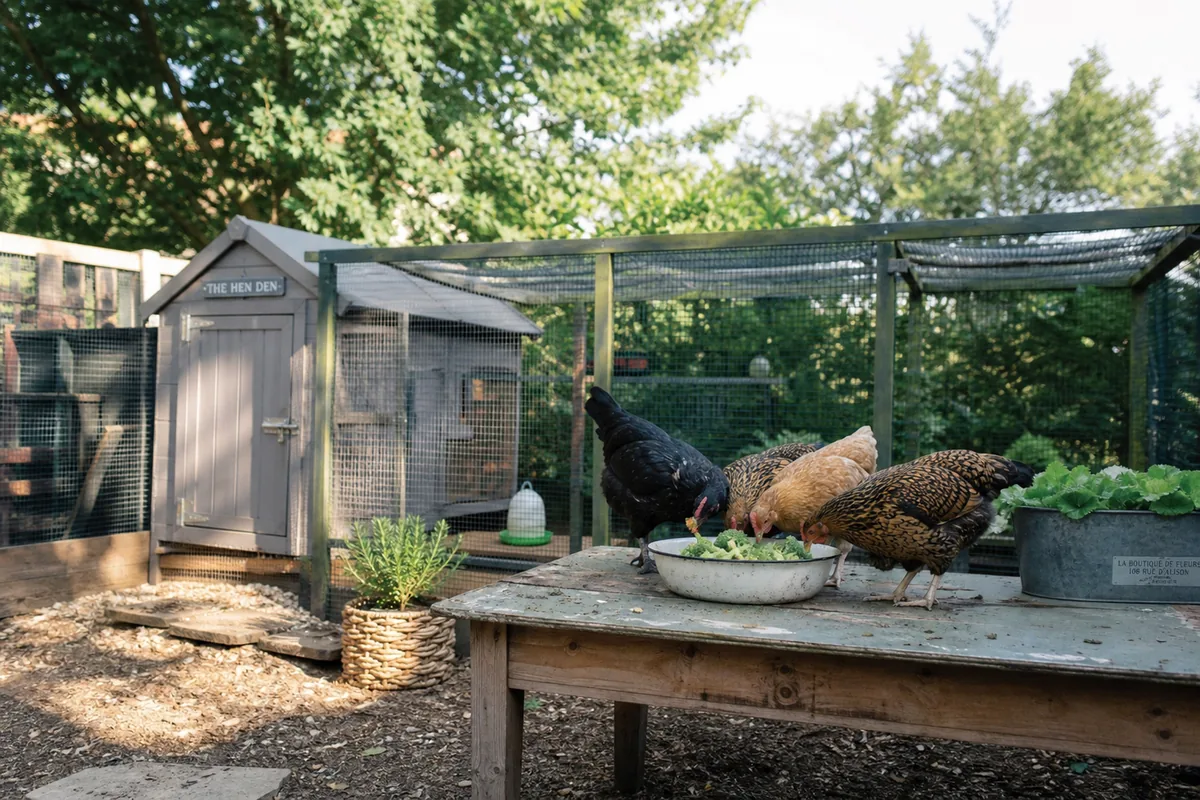 How Much Vitamin C Does Broccoli Give Your Flock?