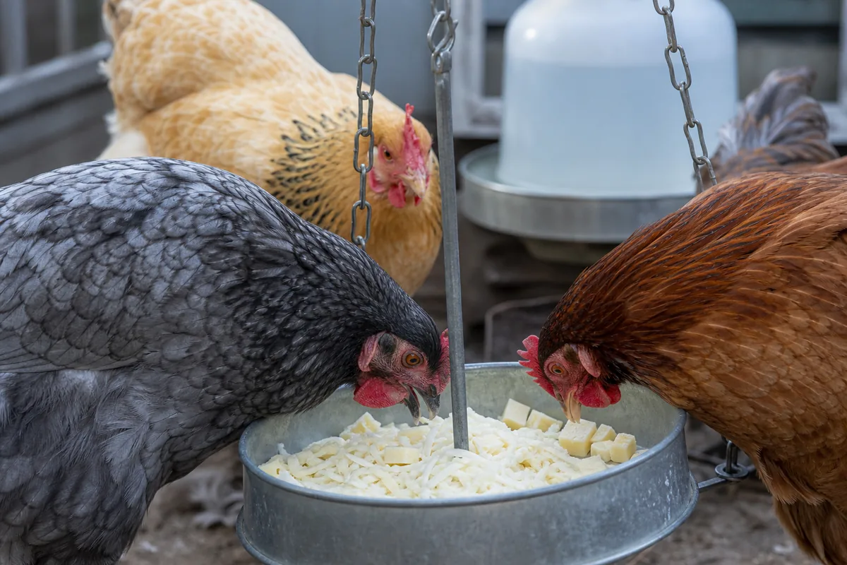 Why Chickens and Cheese Don't Mix Freely: Lactose Intolerance Explained