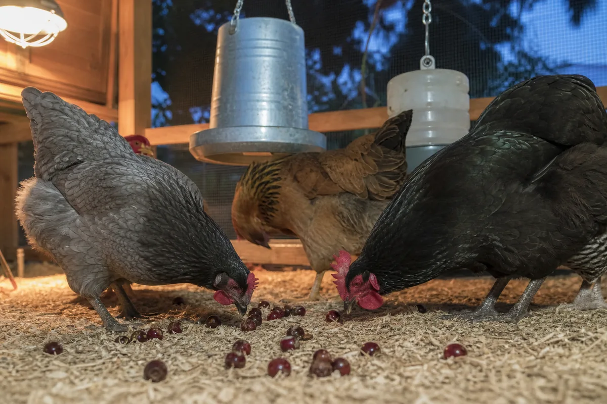 Trees in Your Yard: The Hidden Hazard for Free-Ranging Flocks