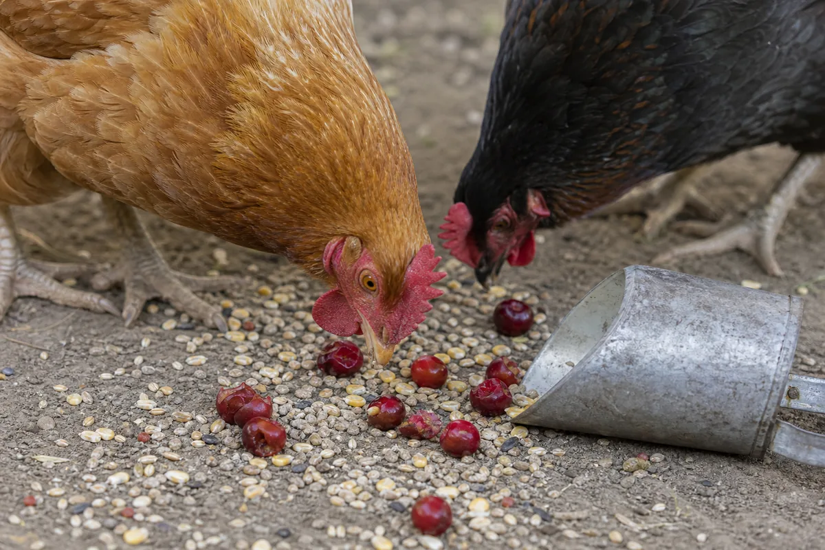Cherries in a Full Treat Rotation: Pairing with Other Stone and Small Fruits