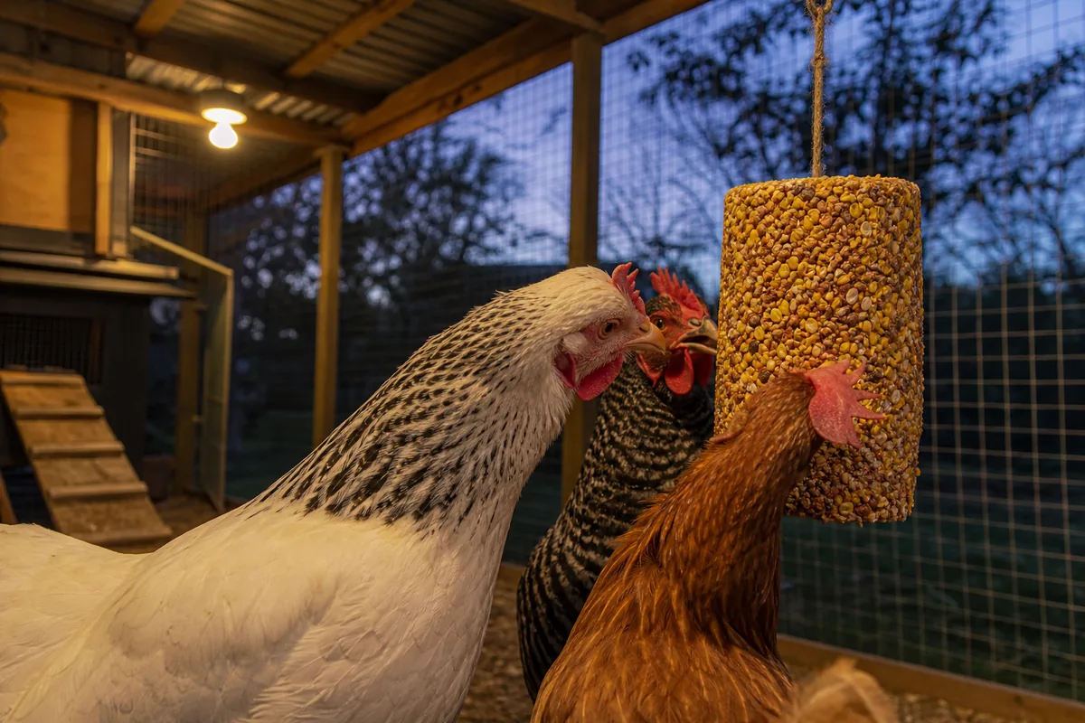 In Winter: Why Thermogenesis Makes Evening Feeding the Right Call
