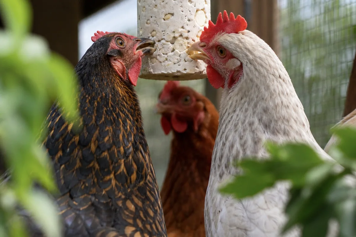 What Garlic Cannot Do: Keeping Realistic Expectations for Flock Health