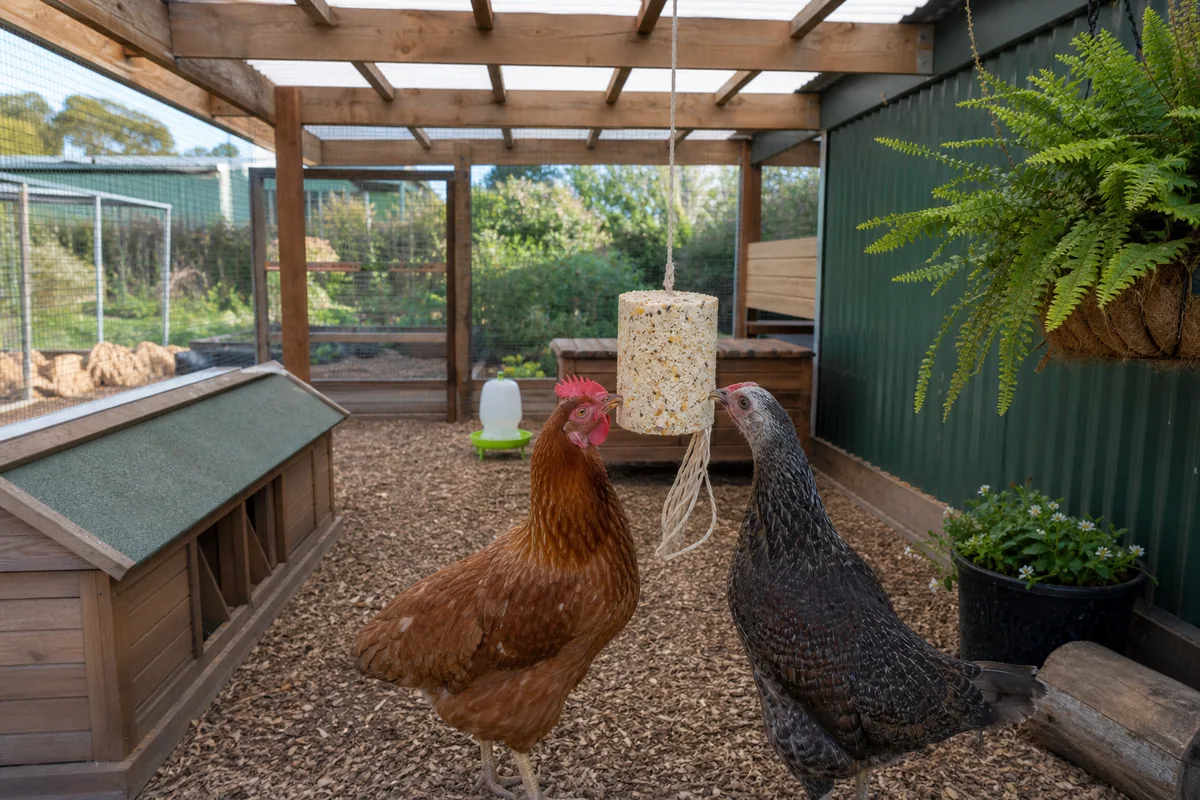 Does Garlic Really Work as a Natural Flock Remedy?