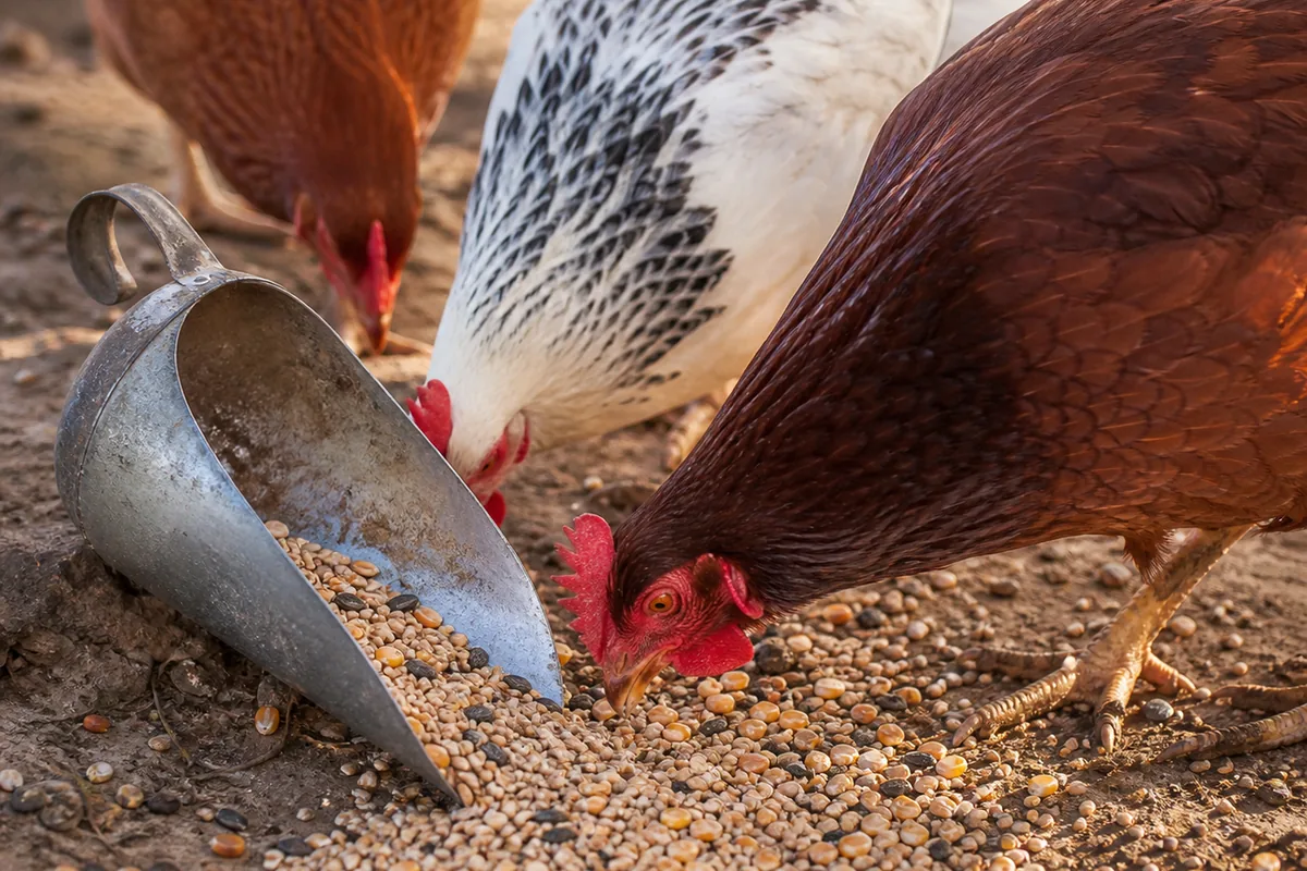 Raw vs. Cooked Oats for Chickens: Both Work, Season Decides