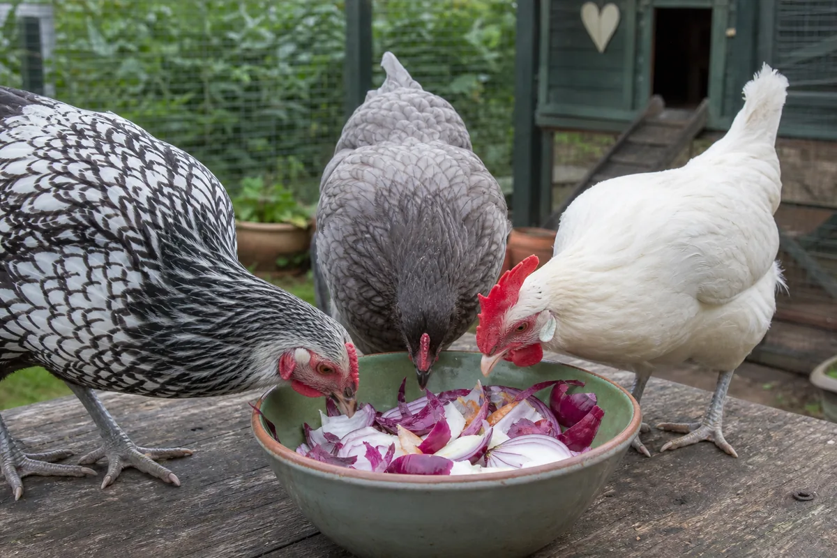 Why Onions Are Toxic to Chickens: Thiosulphate Destroys Red Blood Cells