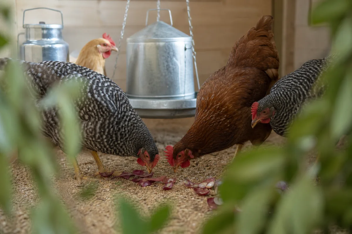 Symptoms of Onion Toxicity in Chickens: What to Watch For