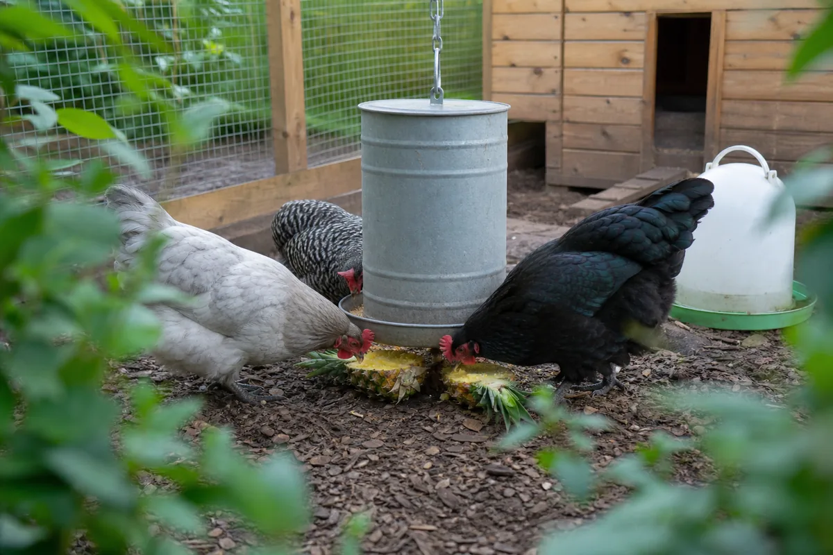Does Pineapple Bromelain Irritate a Hen's Crop?