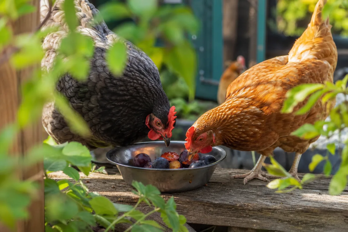 How to Prepare Plums for Chickens: Halve, Pit, Feed