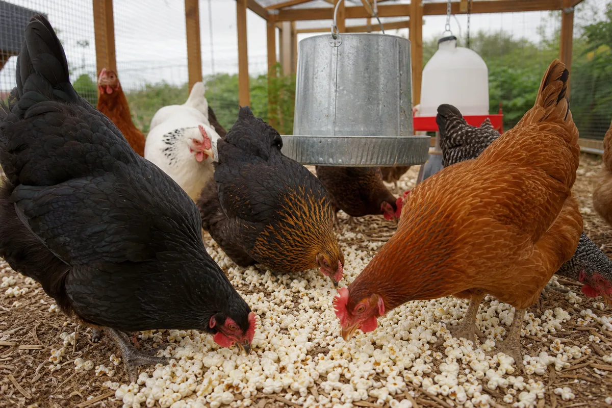Why Movie-Style and Microwave Popcorn Are Not Safe for Chickens