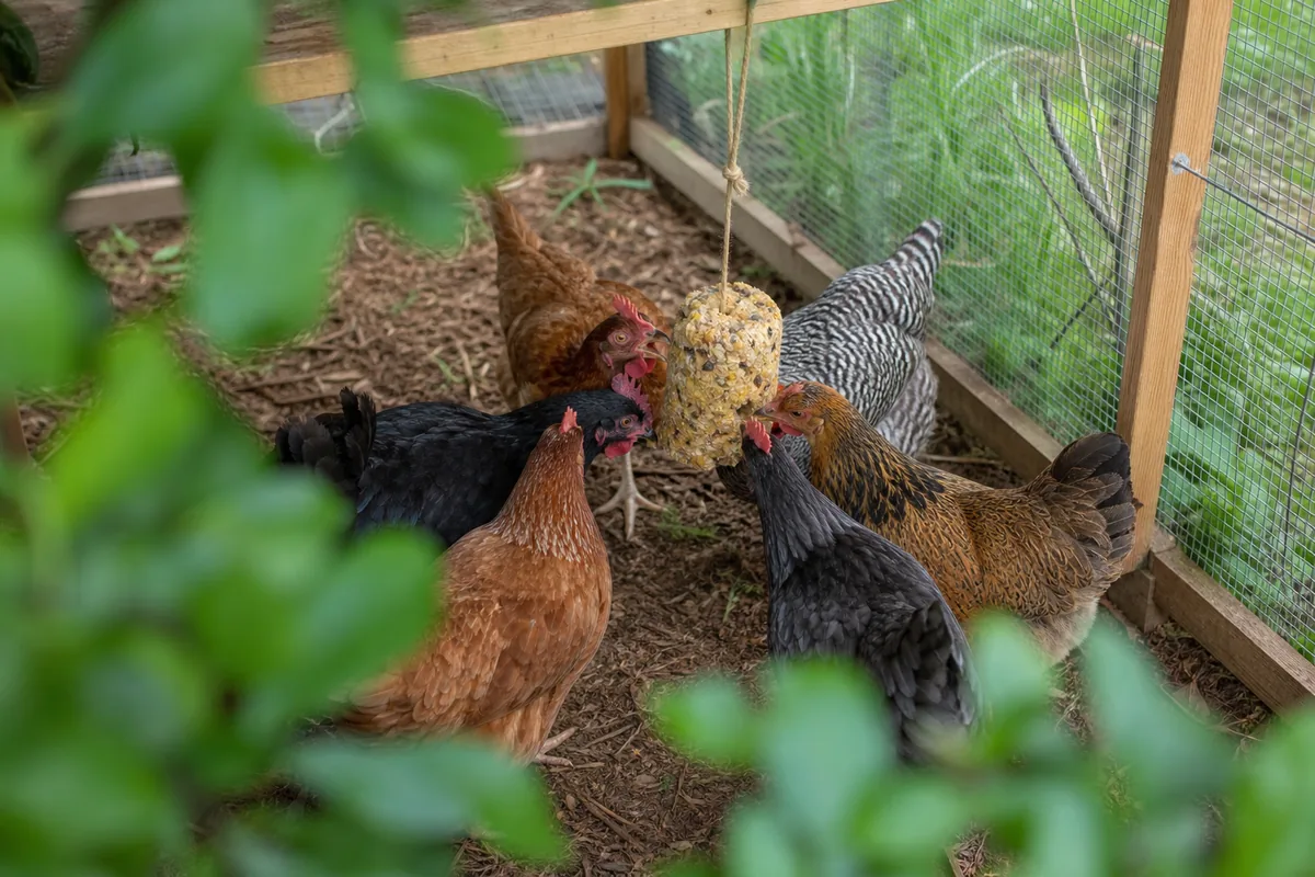 Solanine Poisoning Symptoms in Chickens: What to Watch For After Exposure