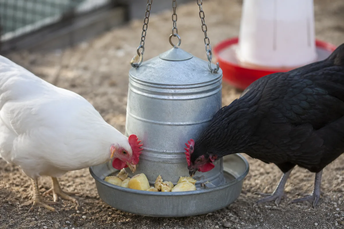 How Often Chickens Can Eat Potato: Starchy Treat Limits and the 10% Rule