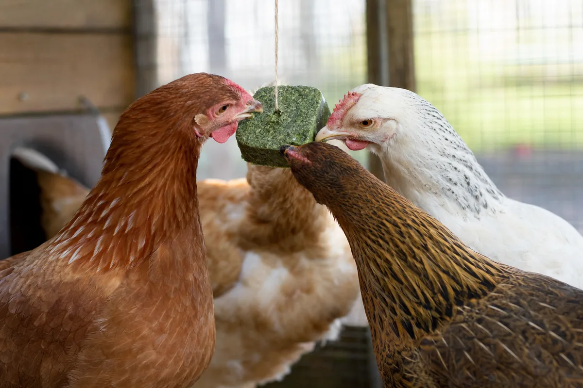 Does Spinach Oxalate Weaken the Eggshells Hens Lay?