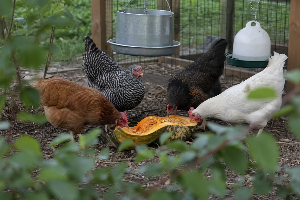 All Squash Varieties Are Safe: Summer and Winter Squash Compared