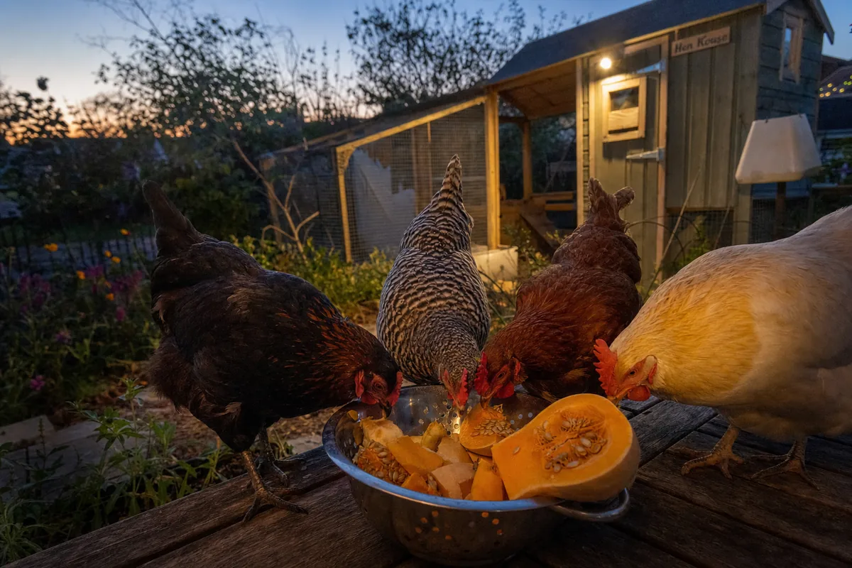 Do Squash Seeds Really Deworm a Backyard Flock?