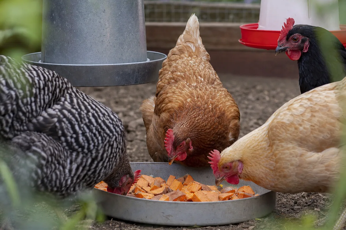 Raw vs. Cooked Sweet Potato: Which Prep Works Best for Your Flock