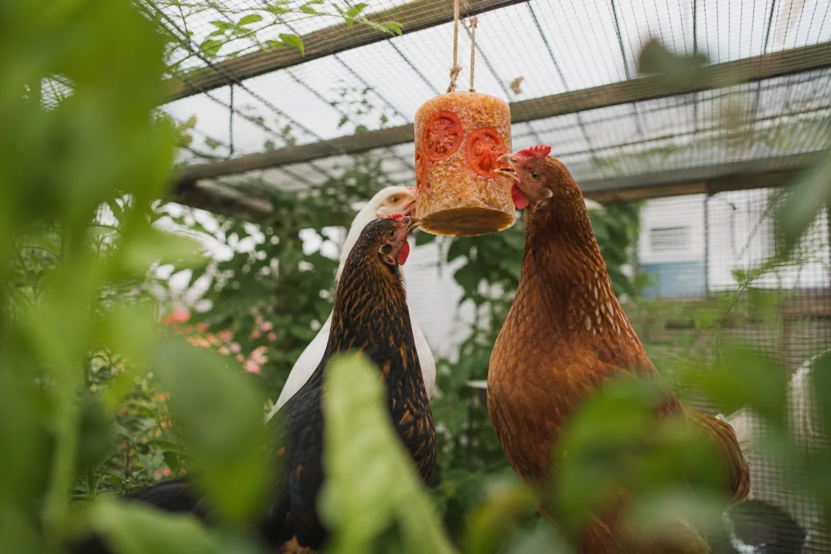 What Parts of the Tomato Are Safe for Chickens?
