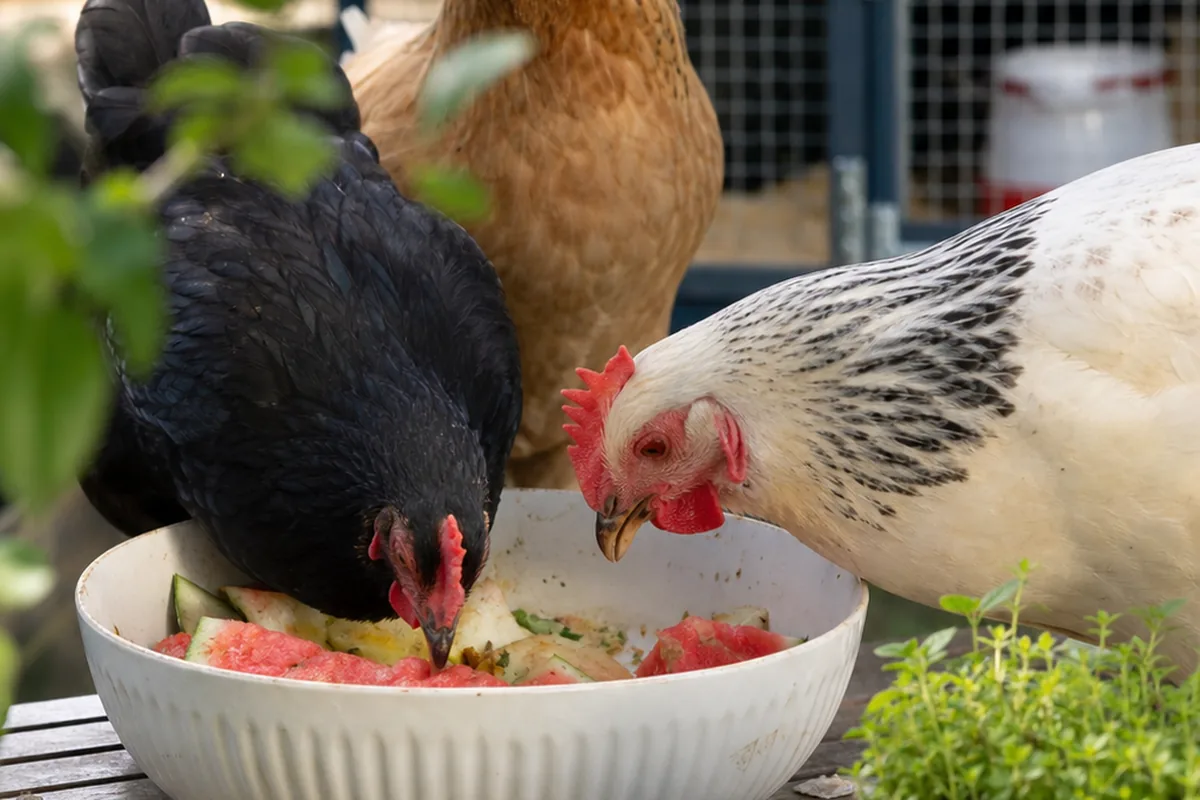 How Much Watermelon Can Chickens Eat Per Week? The 10% Rule Applied
