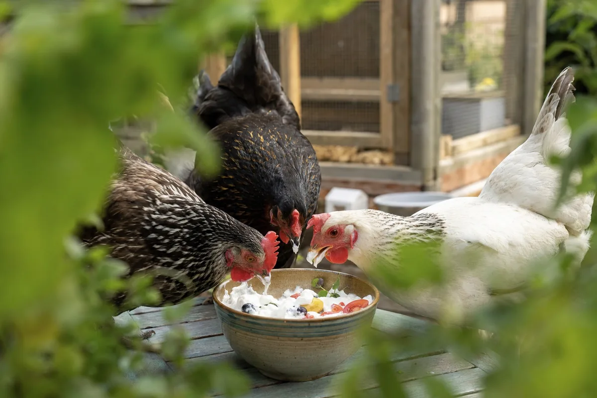Can a Lactose-Intolerant Hen Handle Plain Yogurt?