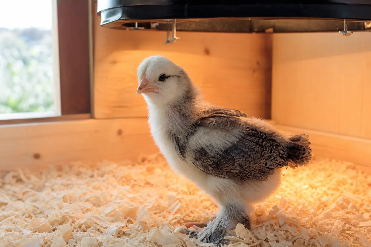 Cold and Heat Hardiness: Where This Breed Excels and Fails