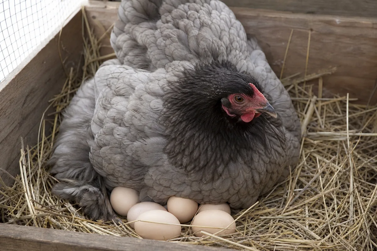 The Cochin Is the Broodiest Ornamental Hen You Can Keep