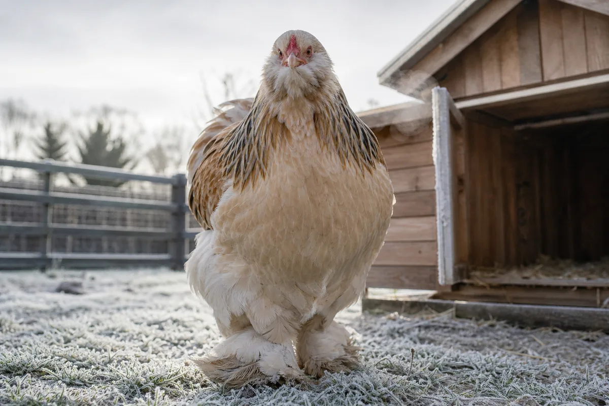 Pecking Order Position: Managing the Gentlest Bird in the Yard