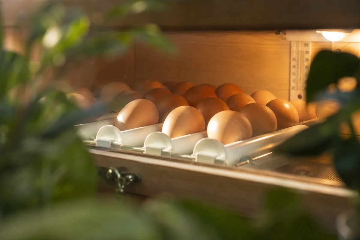 Candling Eggs: What You Are Looking For at Each Stage